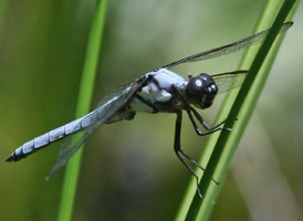 Yellow-sided Skimmer